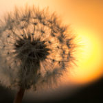 Canva - Dandelion Flower